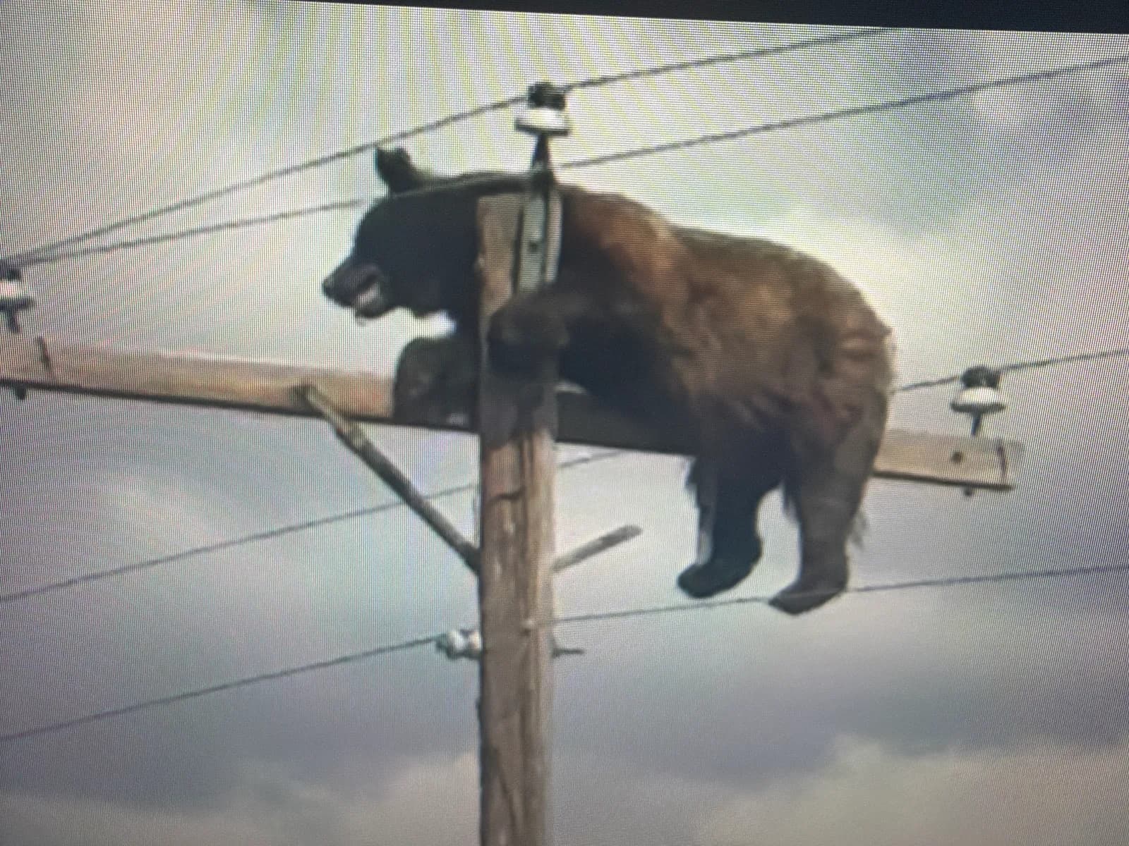 Bear sighting: Bear power
