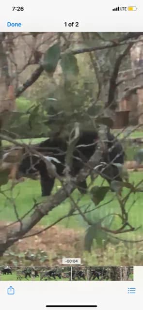 Bear sighting: Birthday Bear