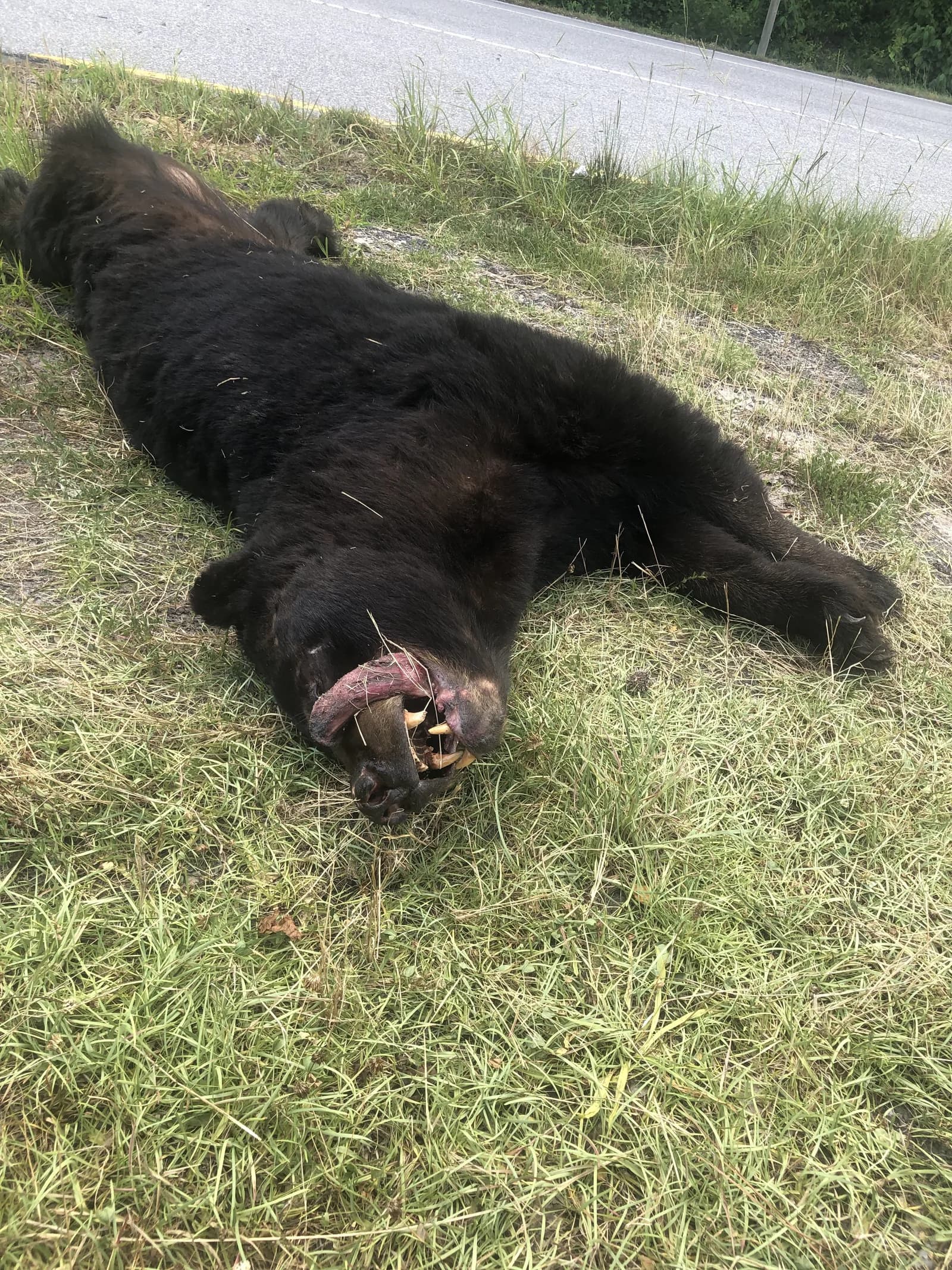 Bear sighting: Dead bear :(