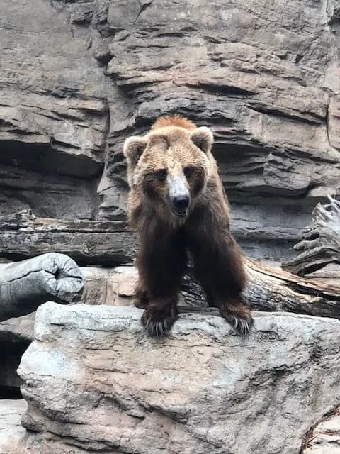 Bear sighting: Denver zoo bear
