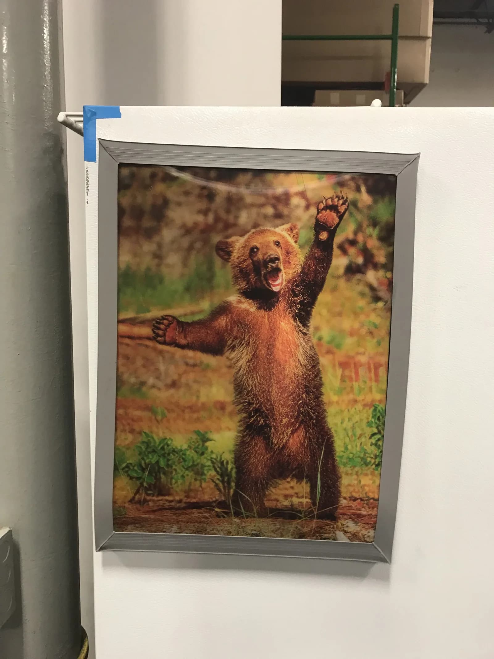 Bear sighting: Hello bear!