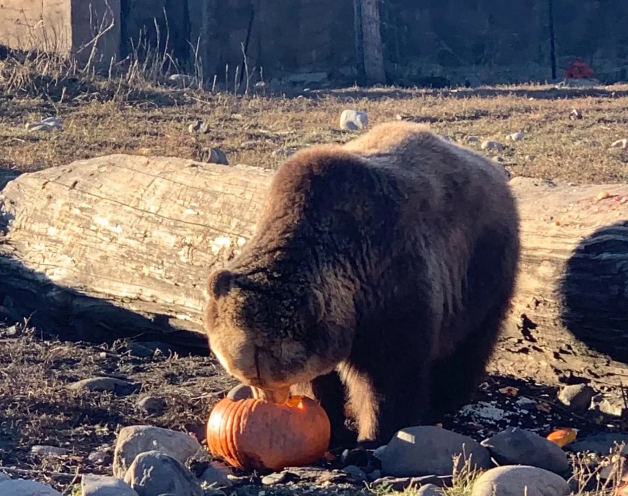Bear sighting: Pumpkin Spice Bear