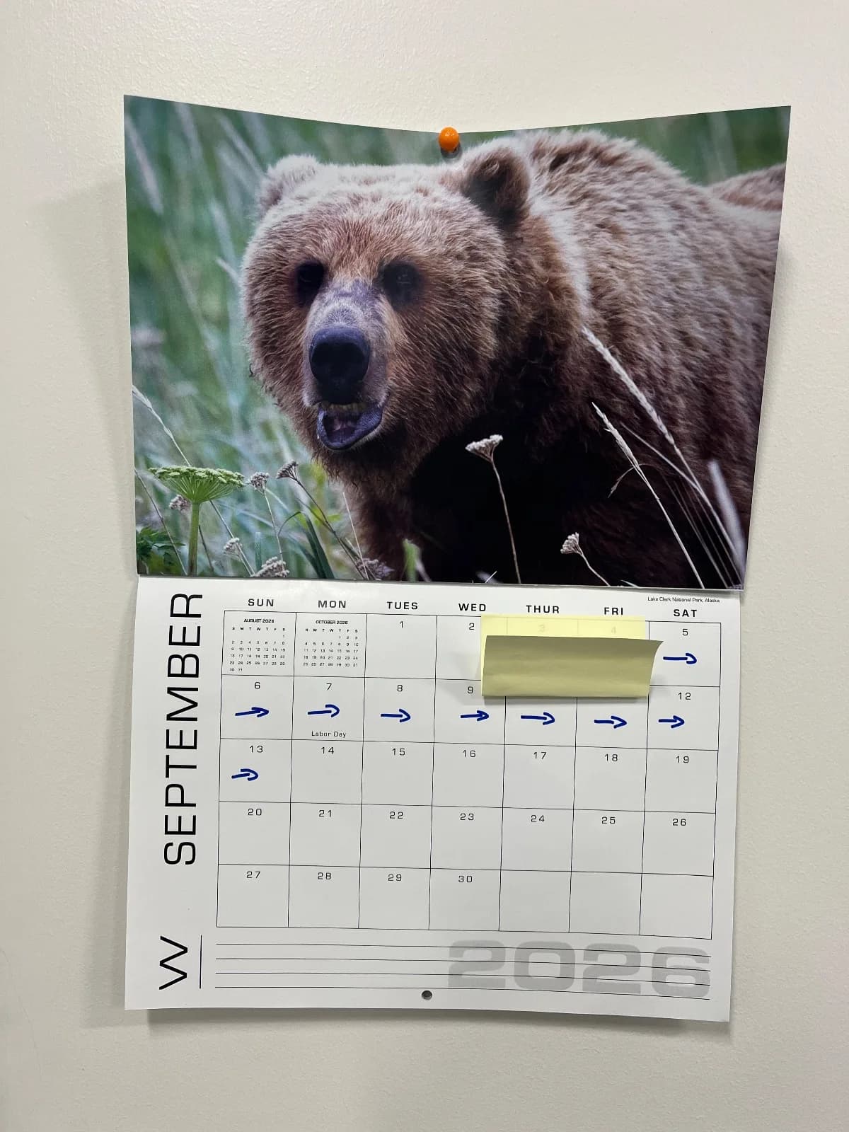 Bear sighting: SeptemBEAR