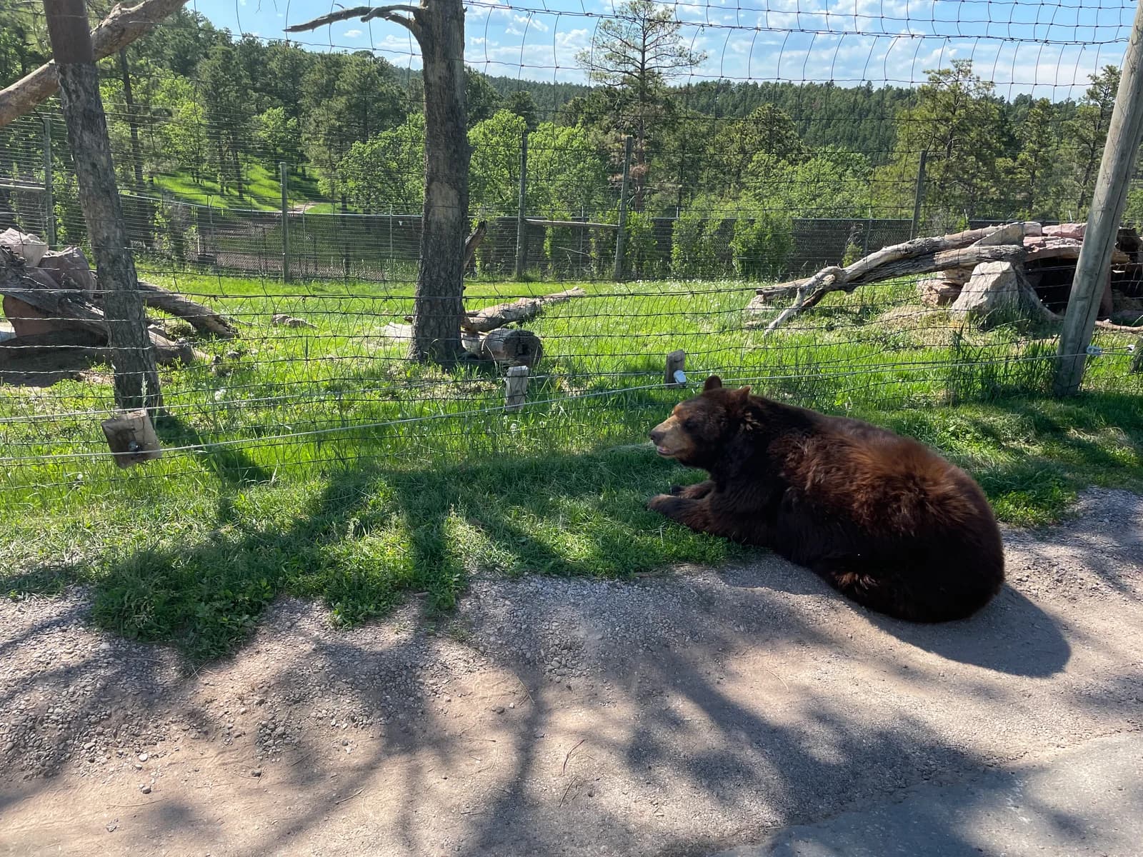 Bear sighting: Sour Dakota bear