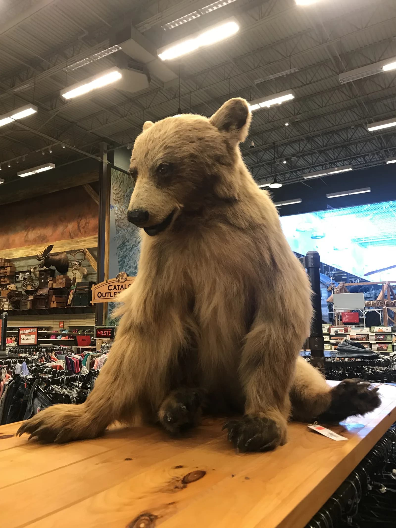 Bear sighting: Taxidermy bear