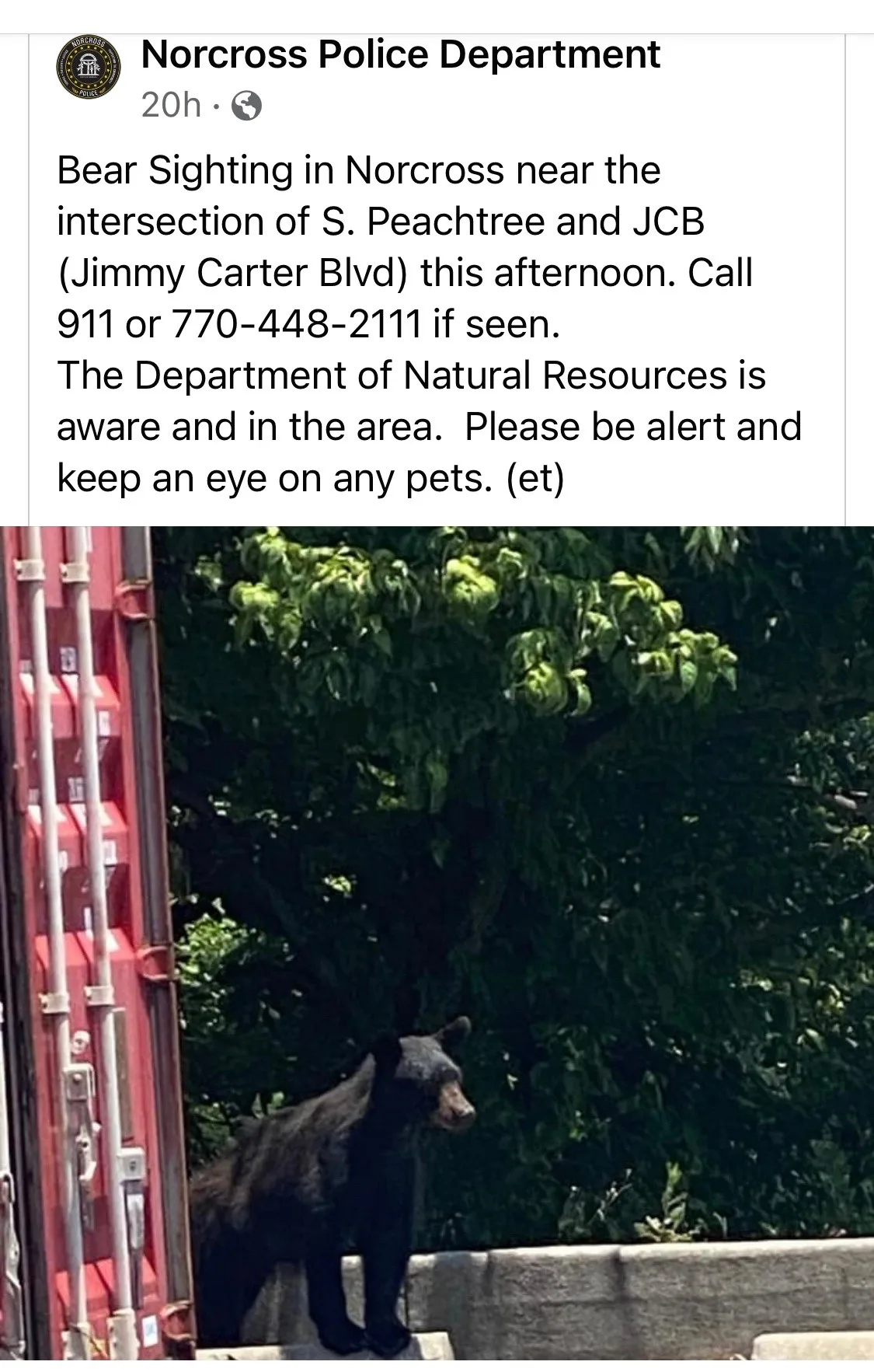 Bear sighting: Wanted dead or alive