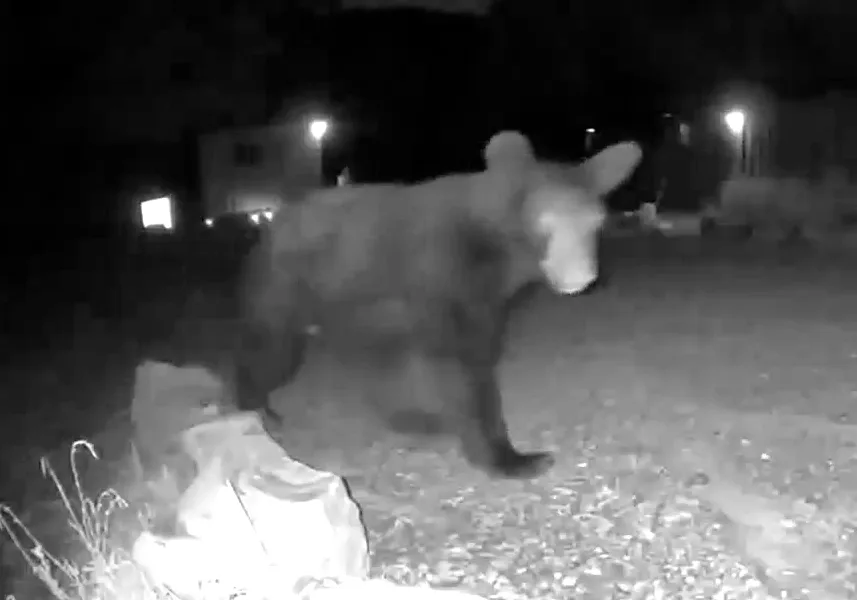 Bear sighting: GG of West Virginia Bear