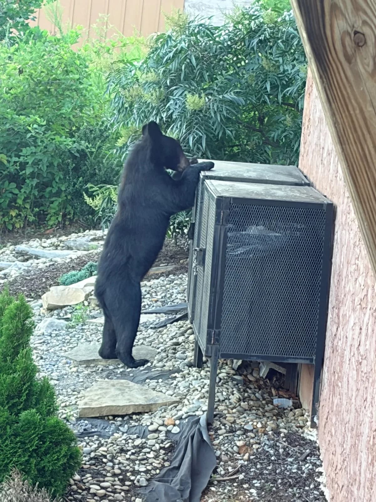 Bear sighting: Visitor in Steak Night